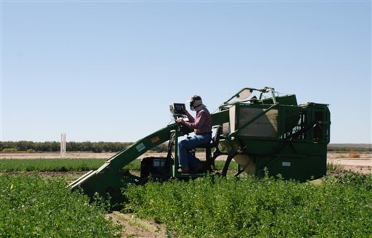 This undated photo provided by New Mexico State University shows research technician Christopher Pierce logging alfalfa harvest data while operating a forage plot harvester at an NMSU science center near Las Cruces, N.M. NMSU researchers are using genetic analysis with traditional plant breeding to develop alfalfa varieties that are more drought tolerant. (AP Photo/New Mexico State University, Jay A. Rodman)